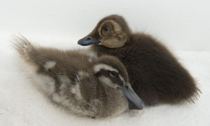 Year of the Duck: 40 Cute Ducklings From 8 Rare Species Hatched in Central Park Zoo