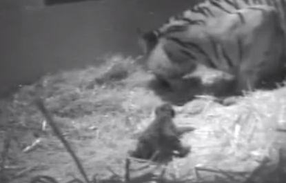 Sad Day at London Zoo: Tiger Melati’s Cub Drowns 