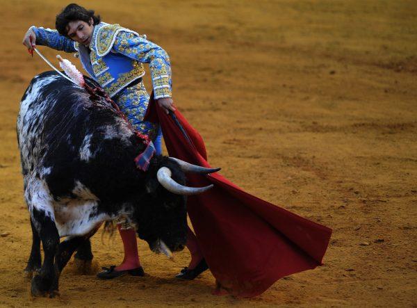 French matador Sebastian Castella performs a pass on a bull during a bullfight at the Maestranza bullring in Sevilla, on Sept. 28, 2013. A debate has opened up in Spain about whether children should view bullfights on television, according to an Oct. 9, 2013 article in The Local. (Cristina Quicler/AFP/Getty Images)