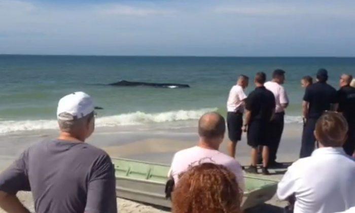 Florida: Beached Sperm Whale Near Madeira Beach