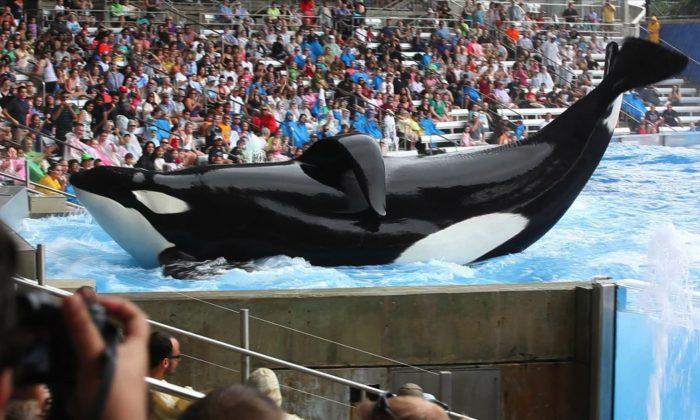 Blackfish Documentary Release Date US: Orca Movie Showing in Theaters Soon