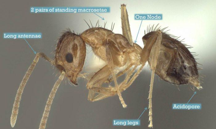 ‘Crazy Ants’ Invasion: Swarms of ’Crazy Ants’ from S. America Found in the South