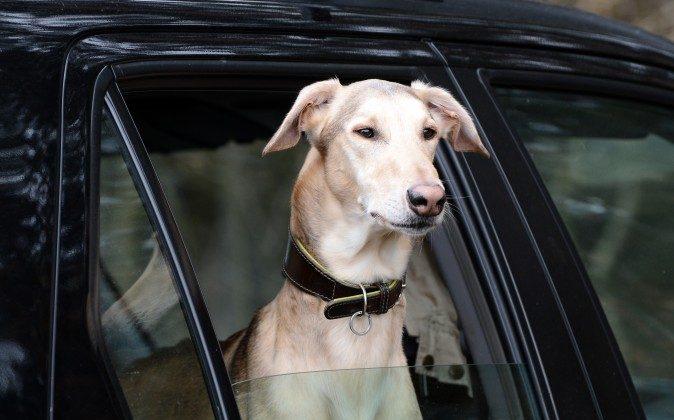 No More Dogs in Parked Cars, Say Michigan Lawmakers