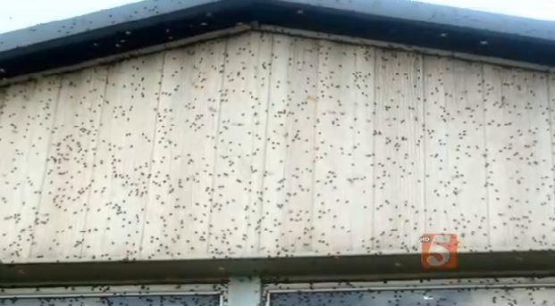Ladybugs Swarming Houses in Tennessee, Georgia, Alabama