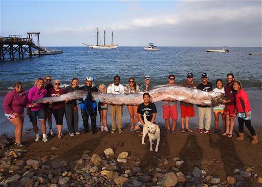 Oarfish: Parasites Found in Oarfish That Was Found Dead Off Catalina Island