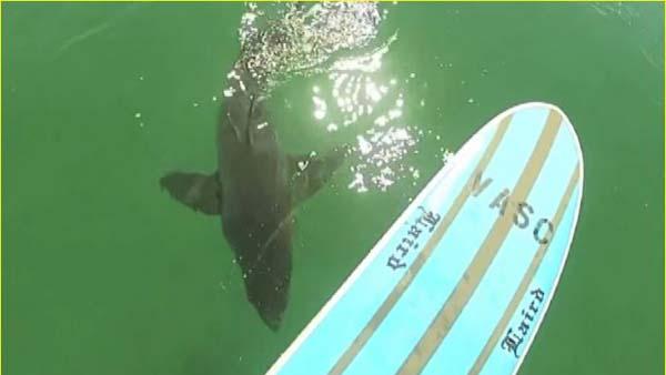 Scary Shark Video: Paddle Boarder Films Great White Below, ‘Shaking Like a Leaf’ (Watch Here)