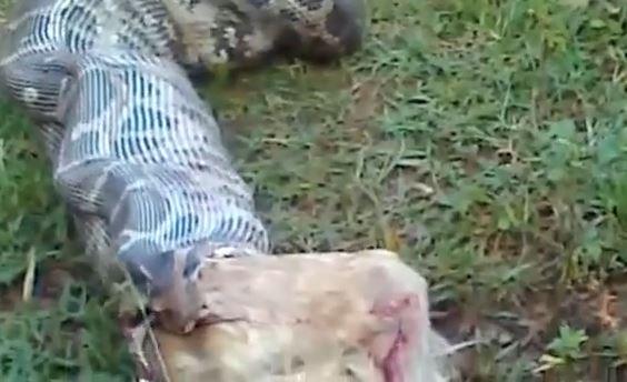 Snake Eats Dog on LiveLeak Video (Potentially Disturbing Content)