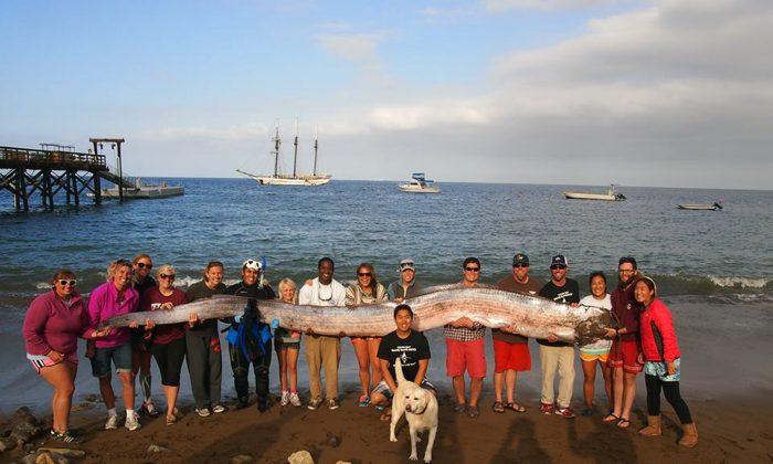 Could Beached Oarfish Be Omen of Coming California Earthquake?