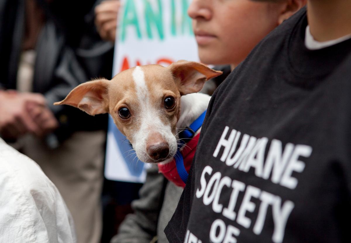 Animal Rights Activists Urge NY Gov. Cuomo to Sign Puppy Mill Bill