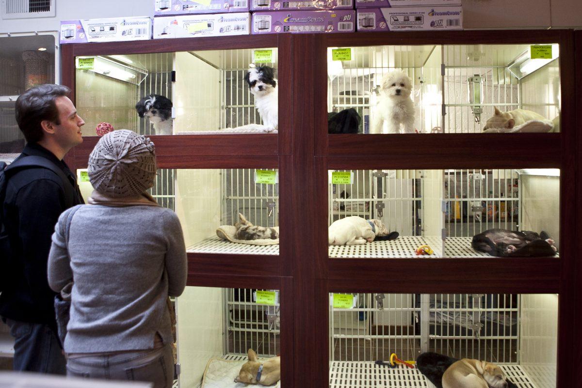 A man and a woman peer into the display windows of Citipups, a midtown Manhattan pet store, in New York City on Nov. 1, 2013. (Samira Bouaou/Epoch Times)