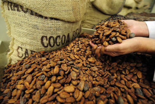 Opportunities for producing cocoa beans in Latin America are rising. (Dominique Faget /AFP/ Getty Images)