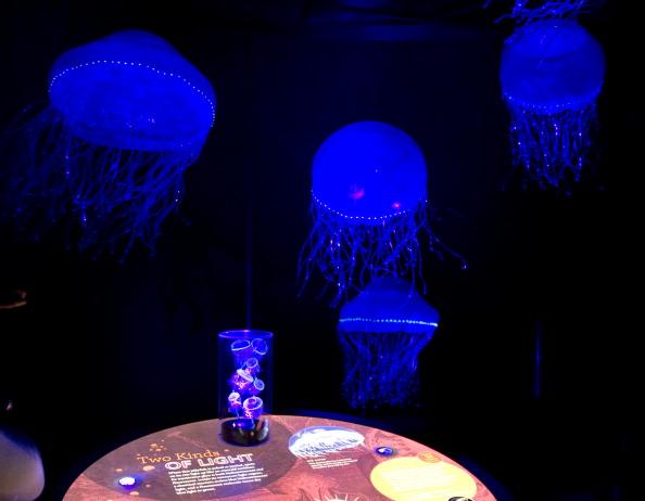 Bioluminescent jellyfish on display in New York. (Don Emmert/AFP/Getty Images)