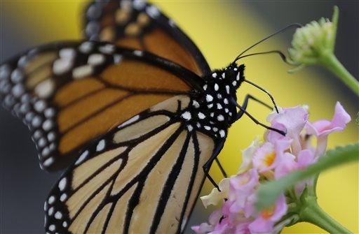 Experts Believe Fewer Monarchs through South Texas
