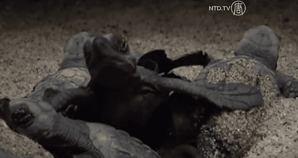 Thousands of Newborn Turtles Scurry Over Mexican Beaches (Video)