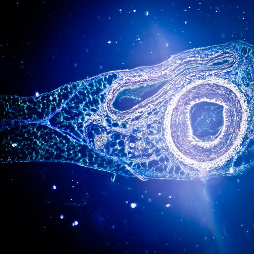 Beautiful Science: What Your Body Looks Like Under a Microscope (+Photos)