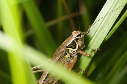 Amazing Slow Motion Recording of Crickets Sounds Like Human Voices (+Listen Here)