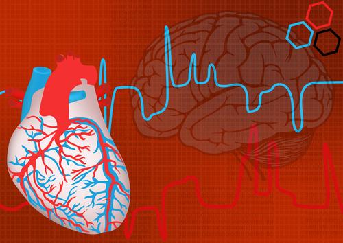 How the Heart Is Like a ‘Little Brain’: Which Is Really in Control?