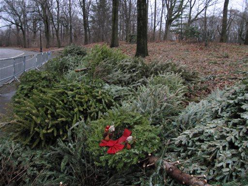 This Jan. 14, 2013 photo shows Christmas trees and evergreens brought to Prospect Park. (AP Photo/Beth J. Harpaz)