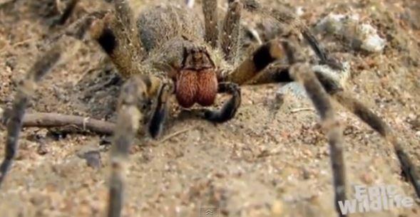 Spiders in Bananas: Venomous Spiders Discovered After Trip to Supermarket