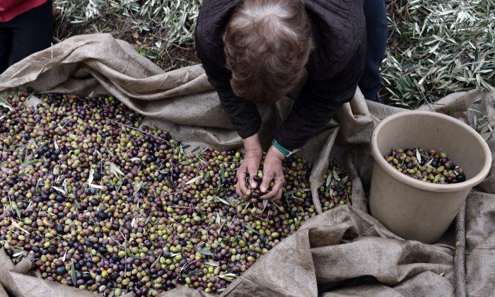 Proper Olive Oil: What Most Americans Don’t Know