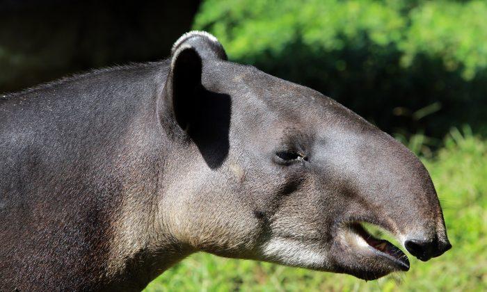 Tapir: 8 Photos of Tapirs Because They Look Awesome