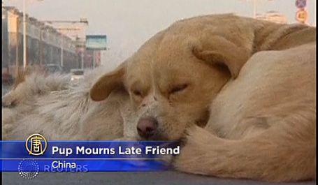 Heartbreaking Video of Dog Mourning Friend 