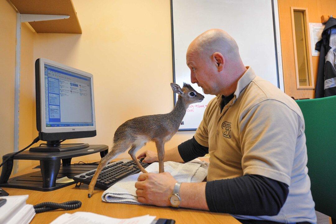 Pretty Much the Cutest Little Animal Ever: Dik-Dik Mini Antelopes