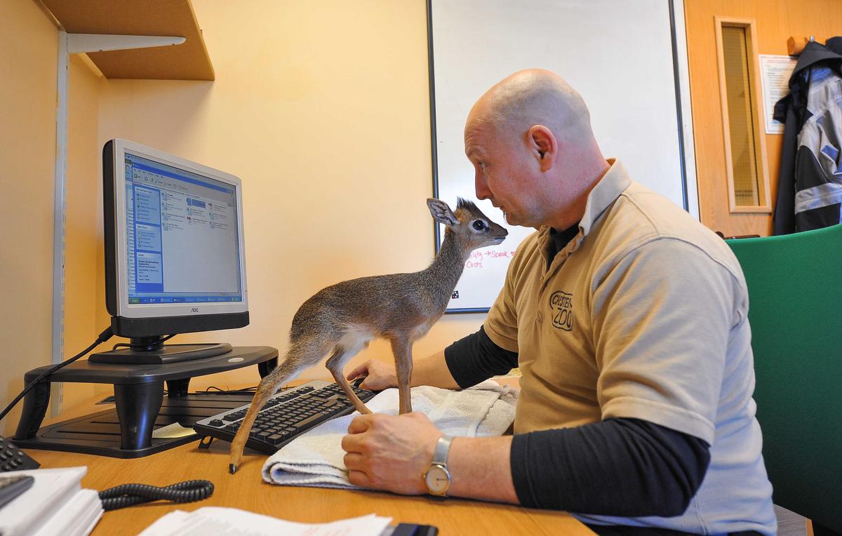 Pretty Much the Cutest Little Animal Ever: Dik-Dik Mini Antelopes
