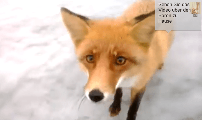 ‘Beautiful Wild Fox and a Fisher Man’ Video Trends on YouTube