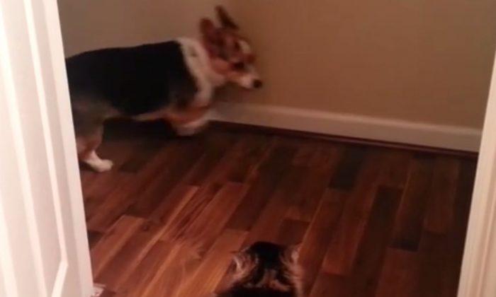 ‘You Shall Not Pass, Dog’: Video of Dogs Scared of Cats Goes Viral
