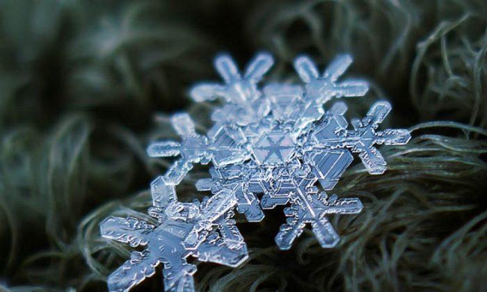 Unique Beauty of Individual Snowflakes Captured in Mesmerizing Photos