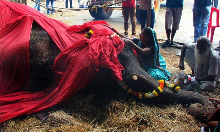 Elephants Banned From Entering Mumbai, City of Bollywood