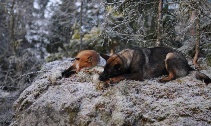 Like a Fairy Tale: Beautiful Friendship Between Dog and Fox 