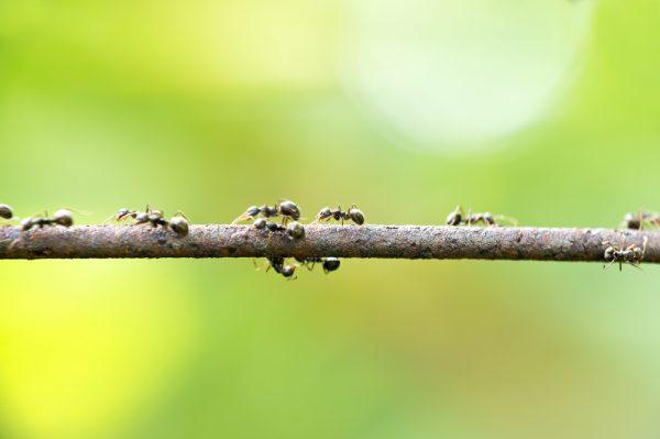 A stock photo of ants (*Shutterstock)