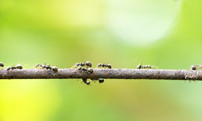 Meet the Enemy of Killer Fungus That Turns Ants Into Zombies