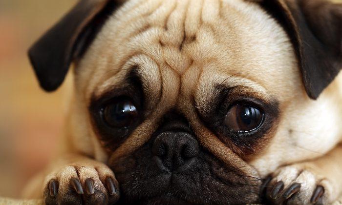 8 Adorable Guilty Dog Videos