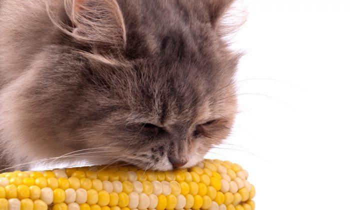 4 Funny Videos of Animals Eating Corn