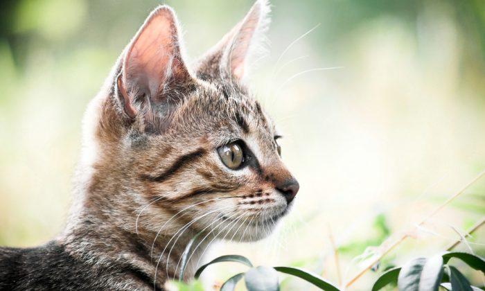 Earliest Evidence of Cat Domestication Found in China