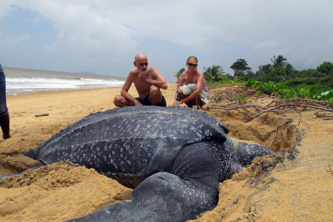 Leatherback Turtle Slips Toward Extinction