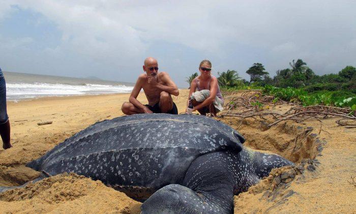 Leatherback Turtle Slips Toward Extinction