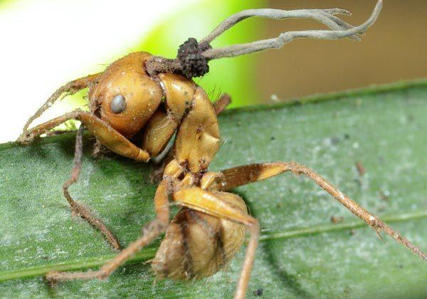 Zombie Ants: Crowdfunding Website Launched for Research 