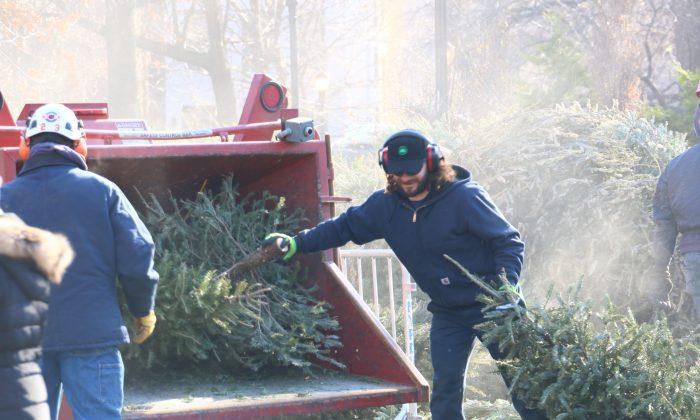 18th Annual Mulchfest ‘Treecycles’ Christmas Trees Into Groundcover