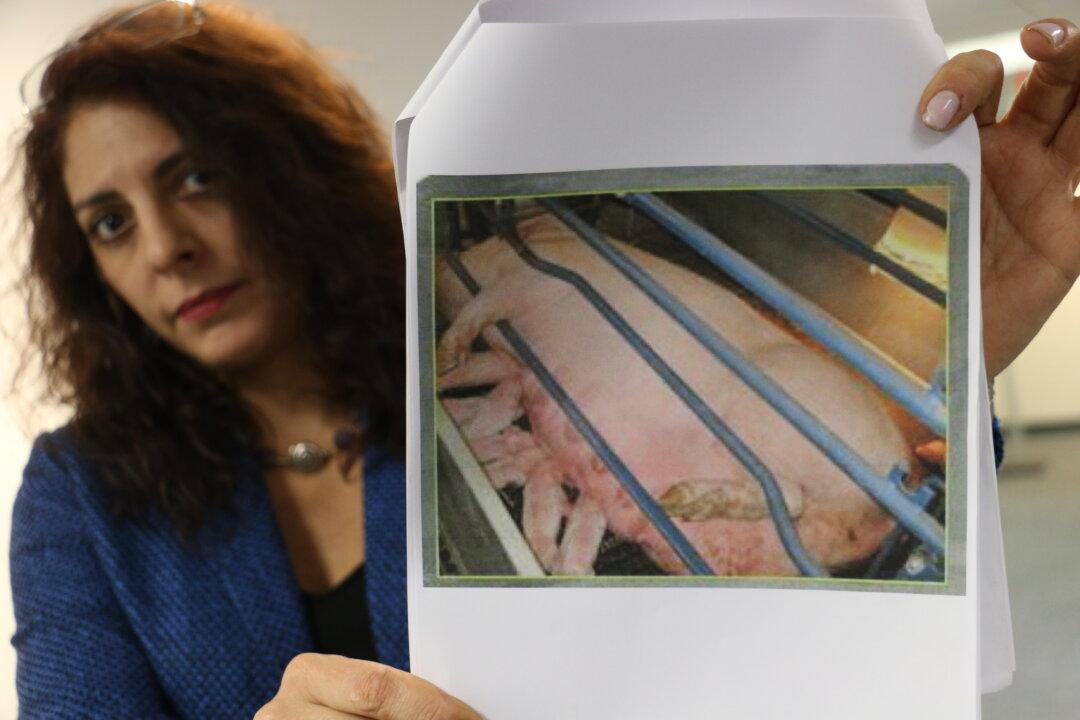 New York Senator Hears Suggestions on Animal Protection Laws