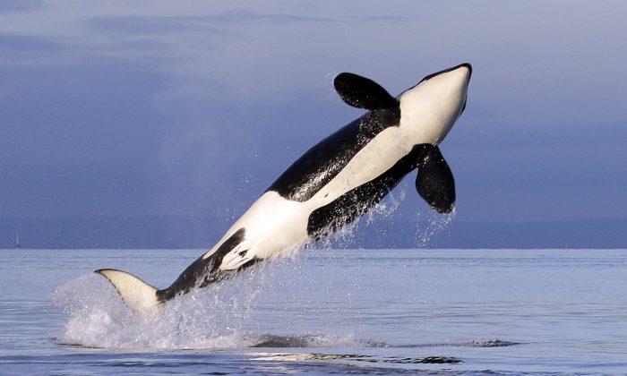 Video Shows Killer Whale Throwing a Seal 80 Feet Into the Air