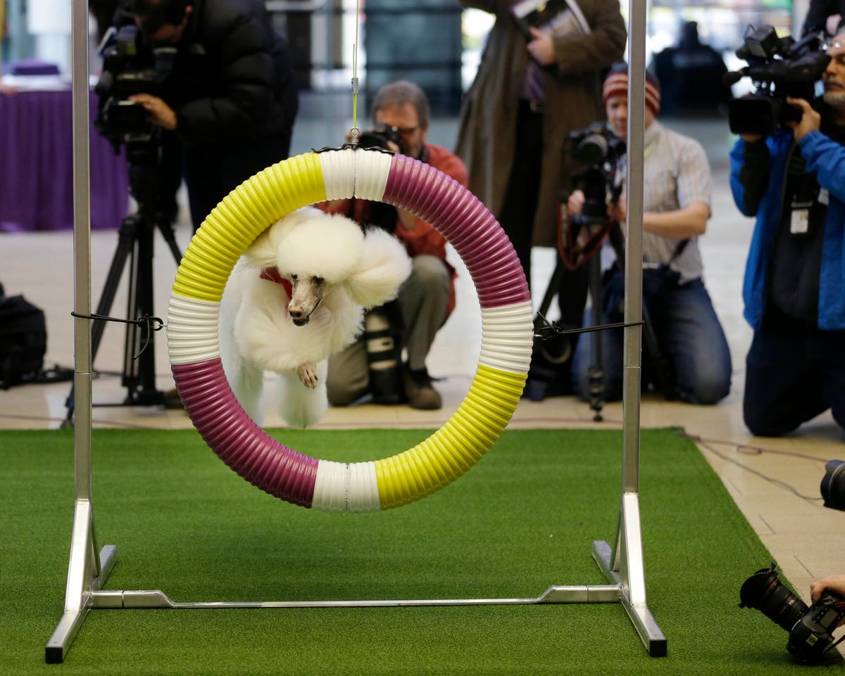 Westminster Kennel Clubs Announces Fresh Additions