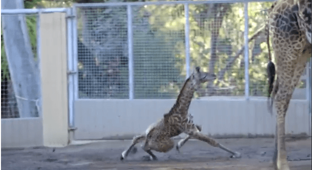 It’s Always Hard in the Beginning, But If You’re Going to Fall, Fall Like a Giraffe (Video)