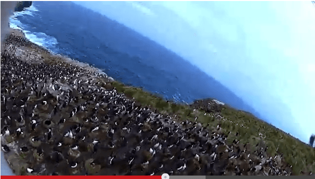 Watch: Bird Steals Camera, Shoots Amazing Video of Penguin Colony