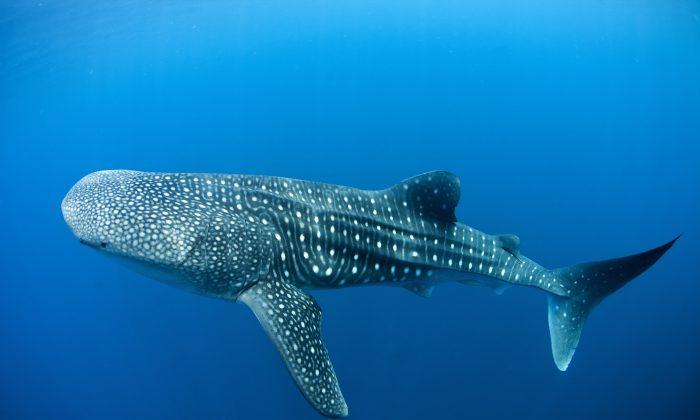 Shocking Video Shows Chinese Fishermen Butchering Whale Shark While It’s Still Alive