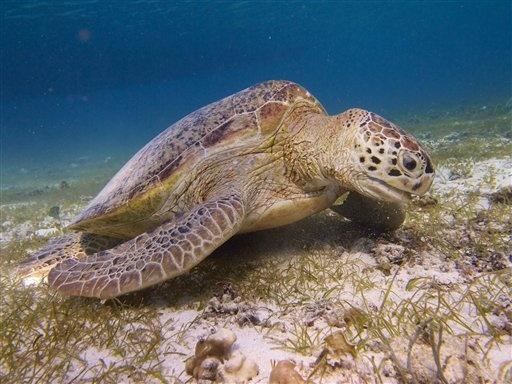 Endangered Turtles Face New Threat in Indonesia 