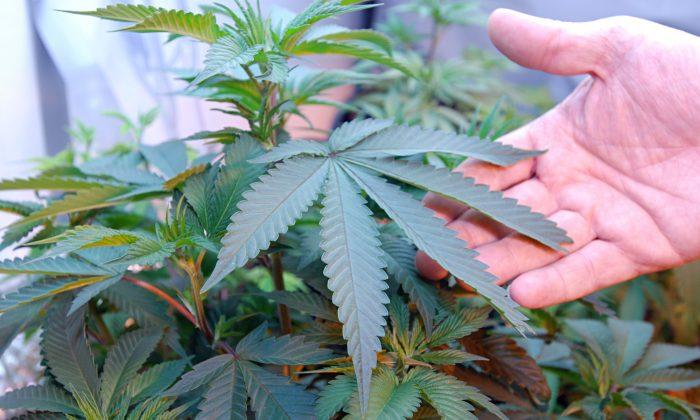 Should Other States Follow Colorado in Legalizing Marijuana? 